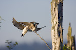Tree Swallows